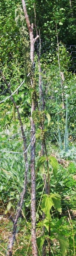 Nettle Outside Fence